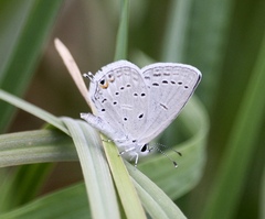 Cupido amyntula