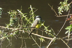 Tyrannus melancholicus