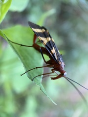 Panorpa nuptialis