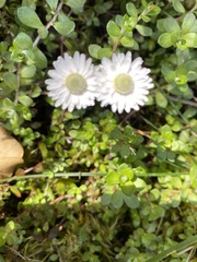 Anaphalioides bellidioides