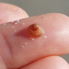 Calyptraea chinensis