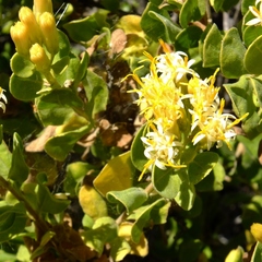 Pteronia divaricata