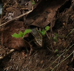 Oligosoma kokowai