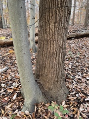 Liriodendron tulipifera