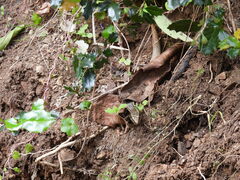 Oligosoma kokowai