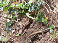 Oligosoma kokowai