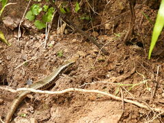 Oligosoma kokowai