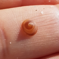 Calyptraea chinensis