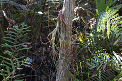 Tillandsia balbisiana