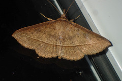 Hypospila creberrima