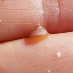 Calyptraea chinensis