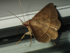 Hypospila creberrima