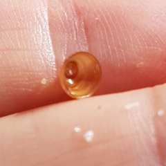 Calyptraea chinensis