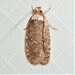 Clemens' Agonopterix - Photo (c) suegregoire, some rights reserved (CC BY-NC), uploaded by suegregoire