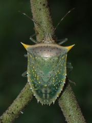 Arvelius albopunctatus