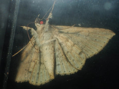Hypospila creberrima