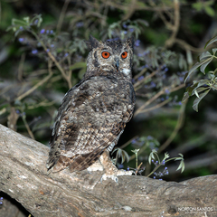Bubo virginianus nacurutu