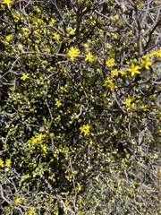 Corokia cotoneaster
