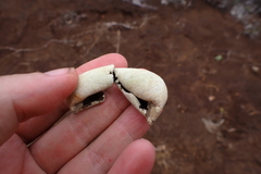 Rhacodactylus leachianus