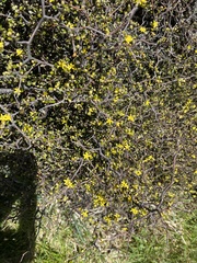 Corokia cotoneaster
