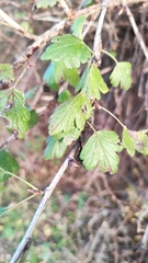 Ribes alpinum