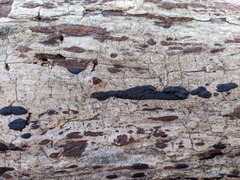 Hypoxylon rubiginosum