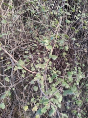 Ribes alpinum
