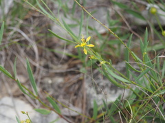 Galphimia angustifolia
