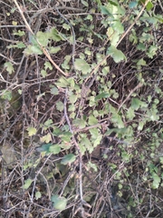 Ribes alpinum