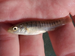 Fundulus majalis