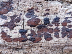 Hypoxylon rubiginosum