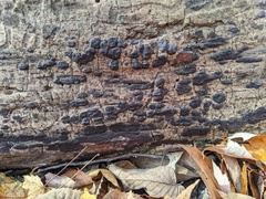 Hypoxylon rubiginosum