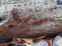 Hypoxylon rubiginosum