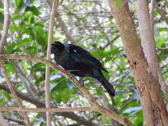 Prosthemadera novaeseelandiae