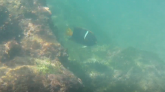 Holacanthus passer