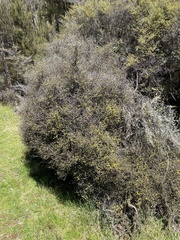 Corokia cotoneaster