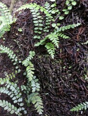 Blechnum filiforme