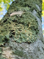 Punctelia caseana