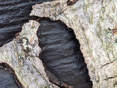 Biscogniauxia mediterranea