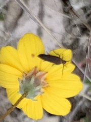 Acoloithus falsarius