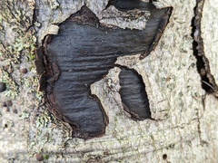 Biscogniauxia mediterranea