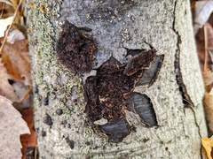 Biscogniauxia mediterranea