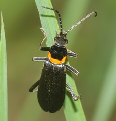 Chauliognathus lugubris