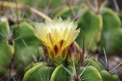 Ferocactus robustus