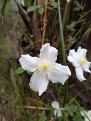Clematis montana