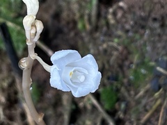 Didymoplexis pallens