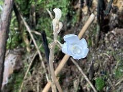 Didymoplexis pallens