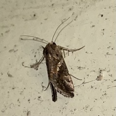 Chrysodeixis