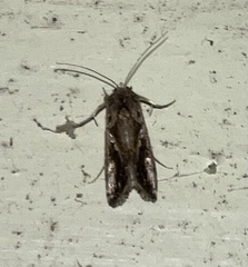 Chrysodeixis