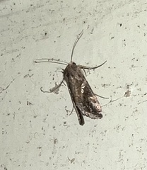 Chrysodeixis